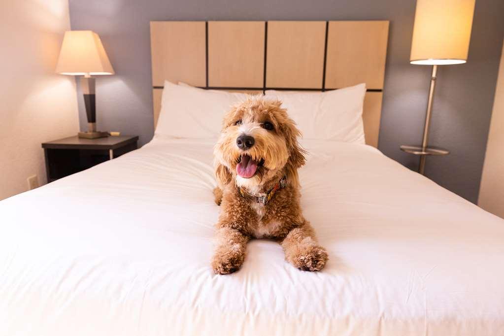 Sonesta Simply Suites Las Vegas Convention Center Room photo